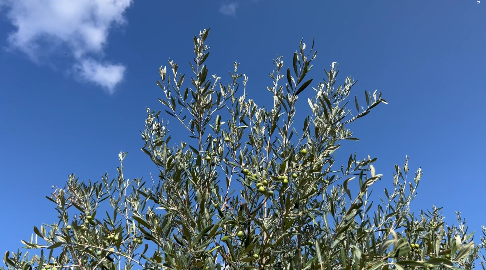 Load video: organic olive oil tree